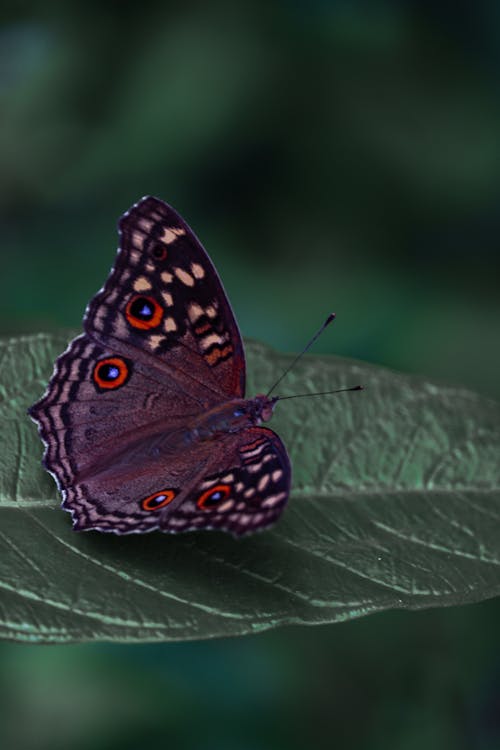 Lemon Pansy Butterfly Perched on Green Leaf
