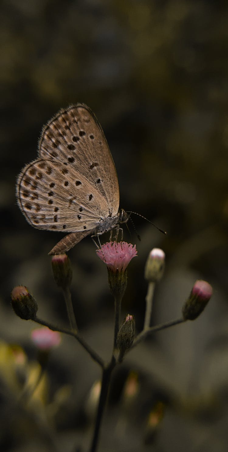 Butterfly Sitting In Flower Bud