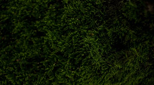 나뭇잎, 녹색, 배경의 무료 스톡 사진