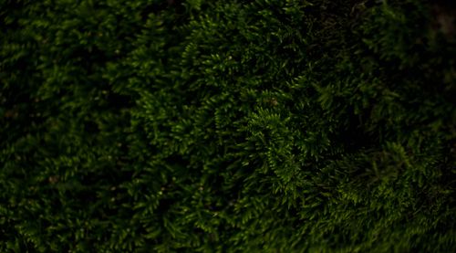 Free A detailed close-up photograph capturing the lush green texture of moss. Stock Photo
