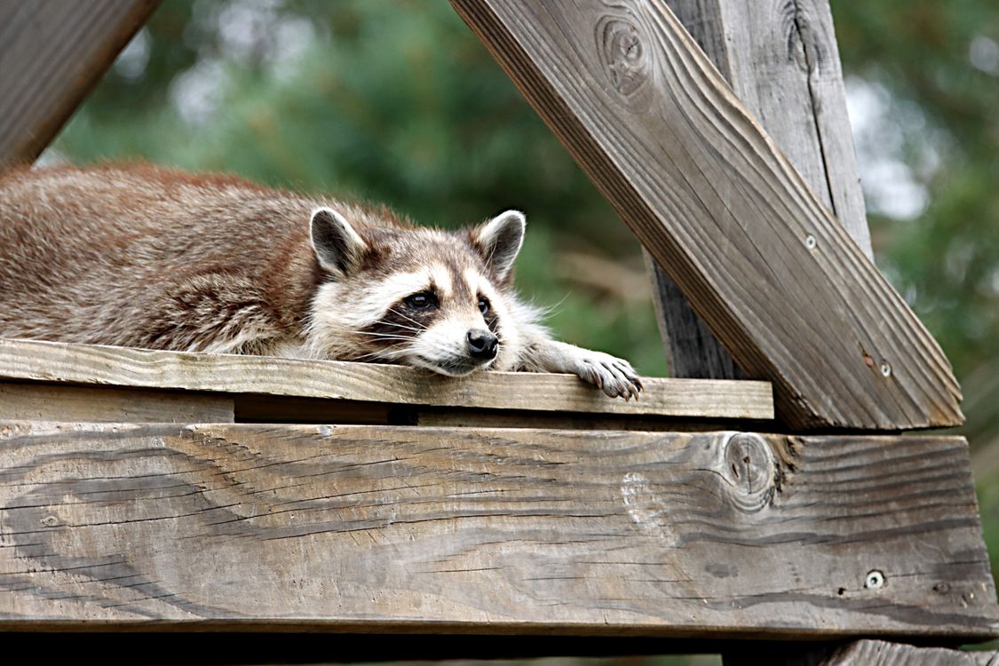 Raccoon Resting on a Wooden Surface · Free Stock Photo