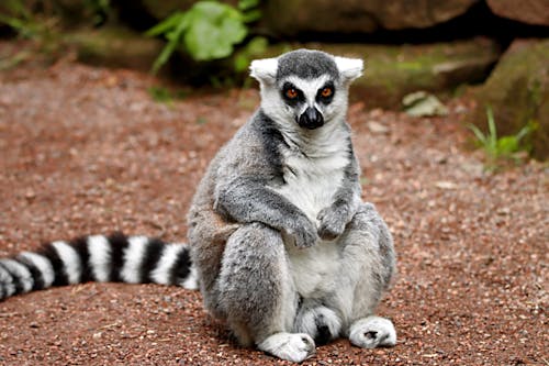 Free Close-Up Shot of a Lemur Stock Photo