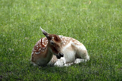 A Deer Lying on a Grassy Field