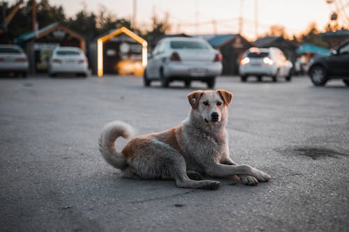 Kostenloses Stock Foto zu hund, hündisch, niedlich