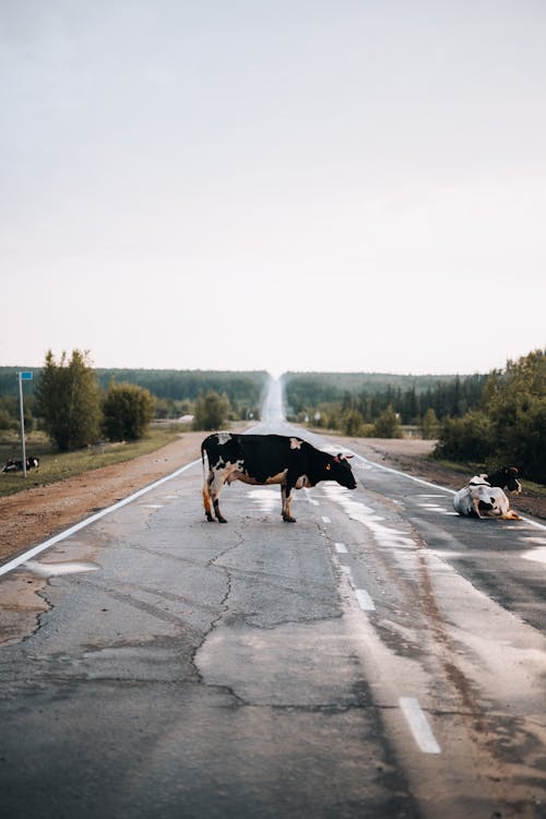 Foto profissional grátis de asfalto, criação de gado, estrada