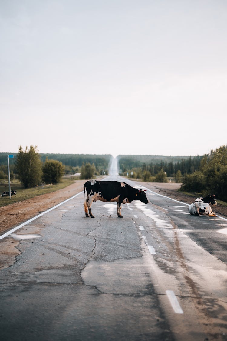 Black And White Cows In The Middle Of The Road