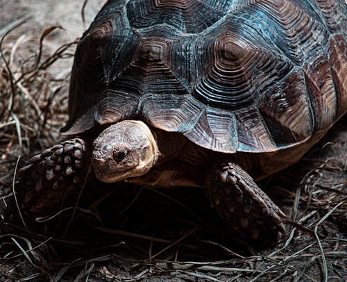 Black and Brown Turtle on Brown Grass