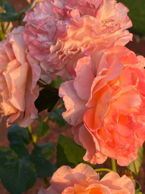 Free Detailed shot of pink roses basking in sunlight, showcasing their beauty and texture. Stock Photo