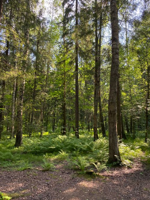Free Discover tranquility in this serene forest with towering trees and vibrant greenery. Stock Photo