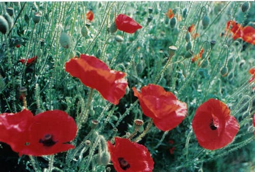 Gratis arkivbilde med blomster, valmuefelt, valmuer