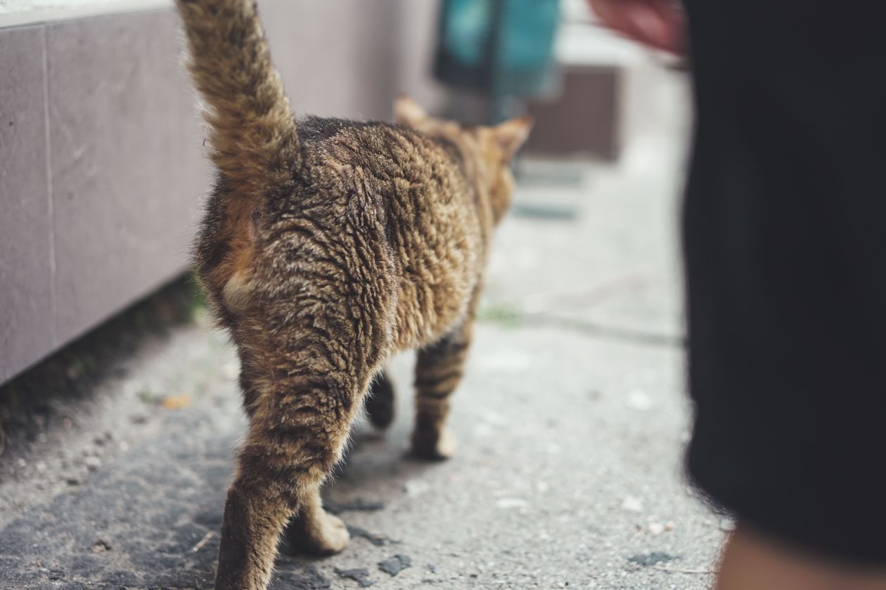 Cat Tail Language: Positions, Movements & What They Mean