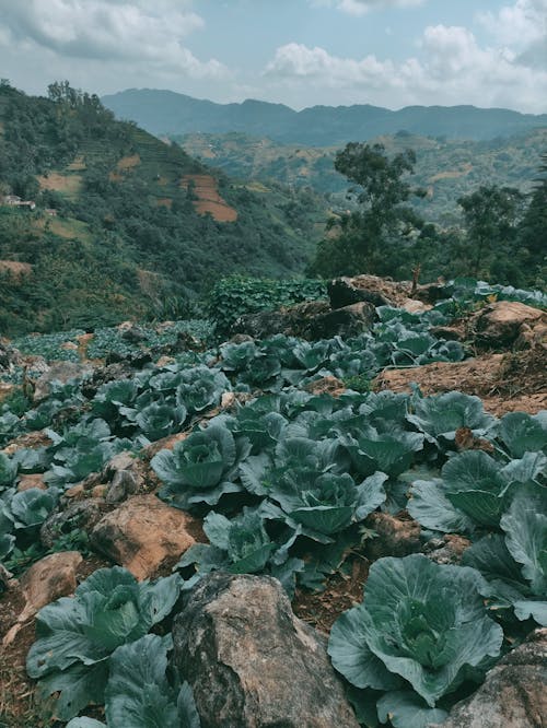 Vegetables Planted on Mountain