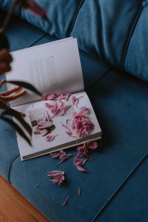 Free An artistic scene with pink petals scattered on an open book atop a blue sofa. Stock Photo