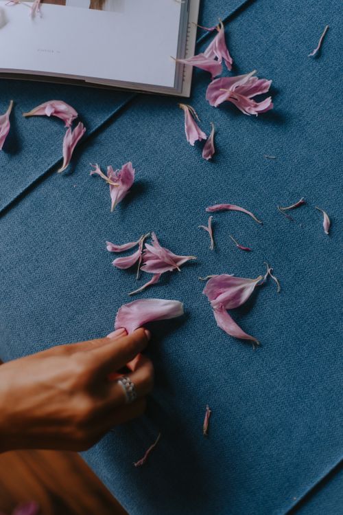 Free Artistic arrangement of pink petals on blue fabric with a hand gently interacting. Perfect for creative and lifestyle visuals. Stock Photo