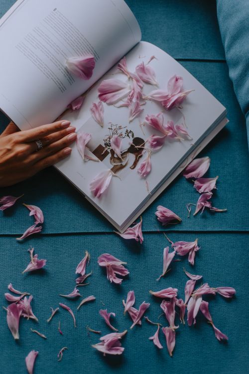 Free An open book adorned with pink flower petals on a teal surface, creating a serene scene. Stock Photo