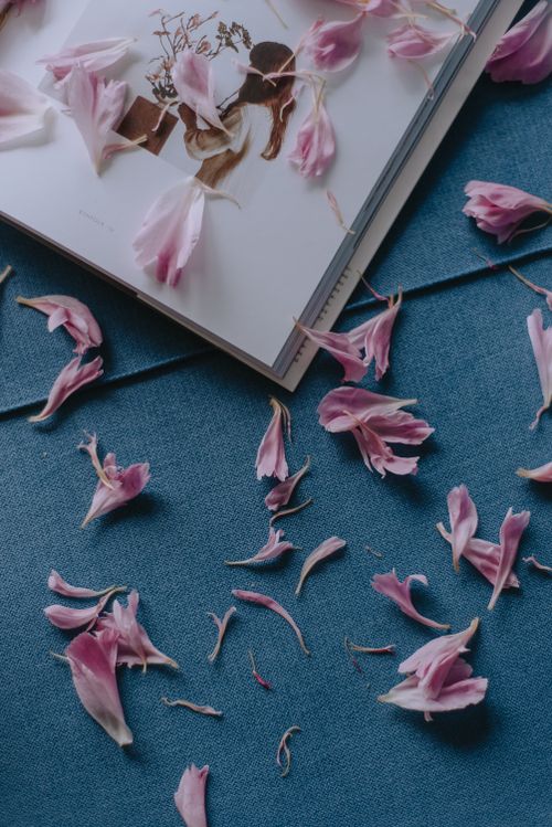 Free Delicate pink flower petals scattered over an open photo album on a blue background. Stock Photo