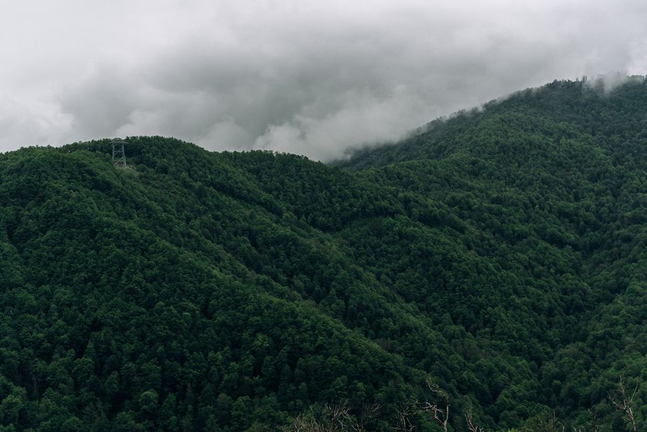 Lush green forest in Dilijan National Park, Armenia, after a refreshing rain shower