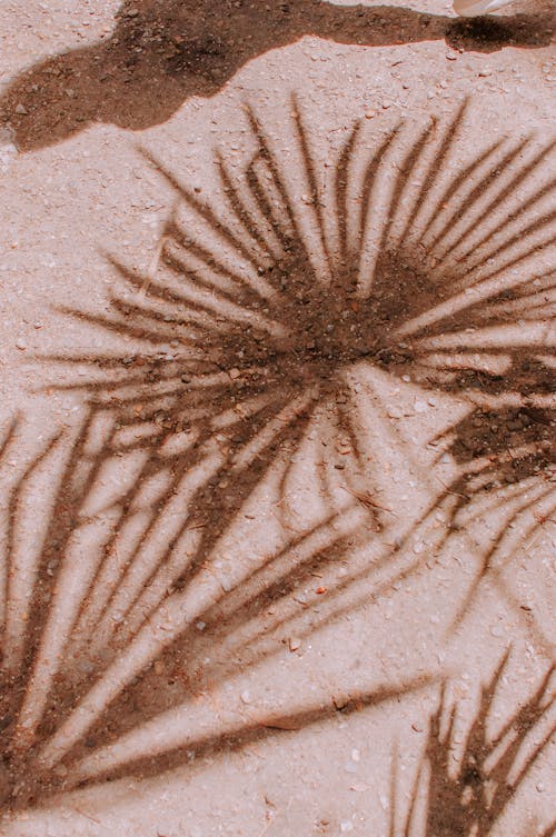 Shadow of Fan Palm Leaves in the Sand 