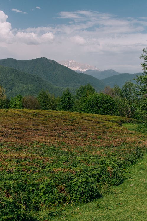 Imagine de stoc gratuită din arbori, călătorie, câmp