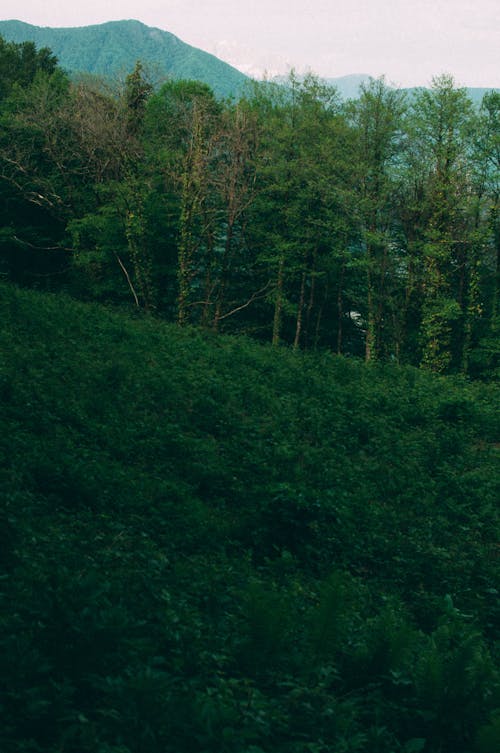 Foto d'estoc gratuïta de a l'aire lliure, arbres, herba