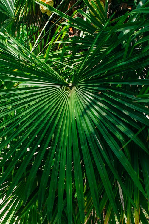 Green Palm Plant