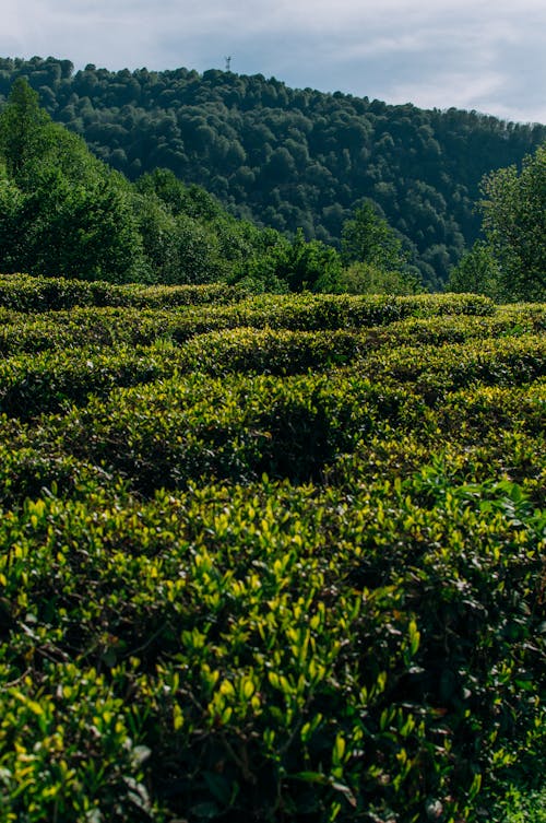 Green Grass Field near Mountain