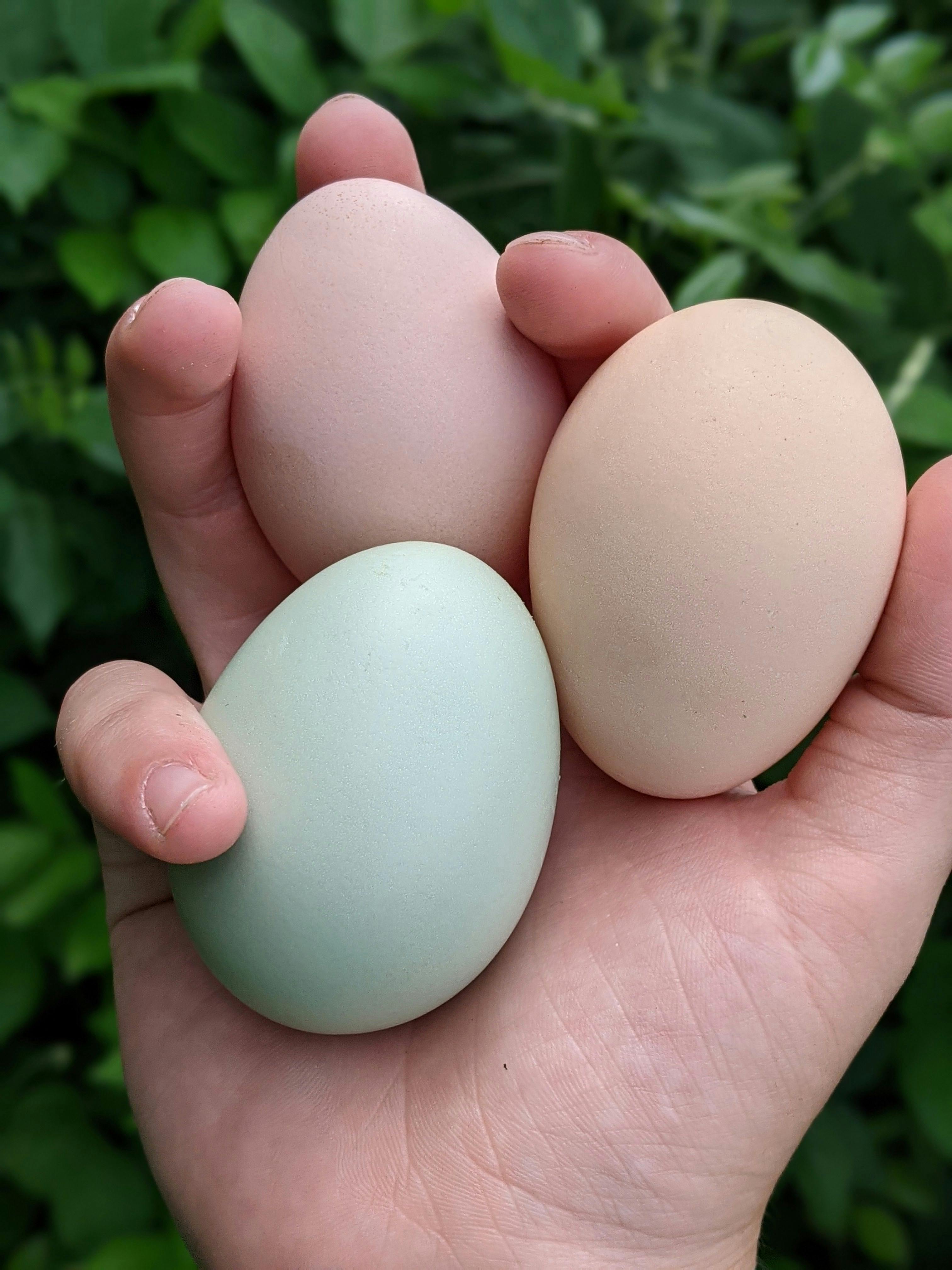 단백질 바의 다양한 종류