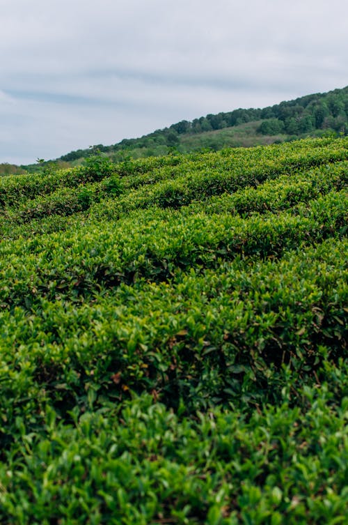 Fotobanka s bezplatnými fotkami na tému čaj, čajové plantáže, hracie polia