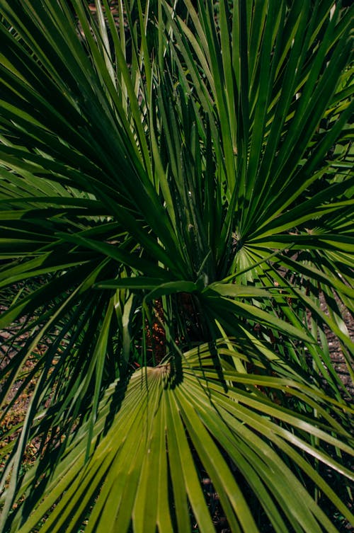 Close-Up of a Green Yucca Plant