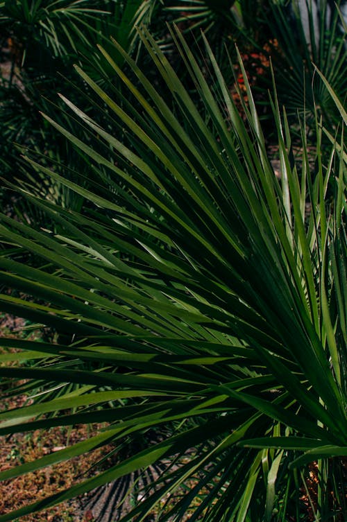 Green Leaves of a Yucca Plant