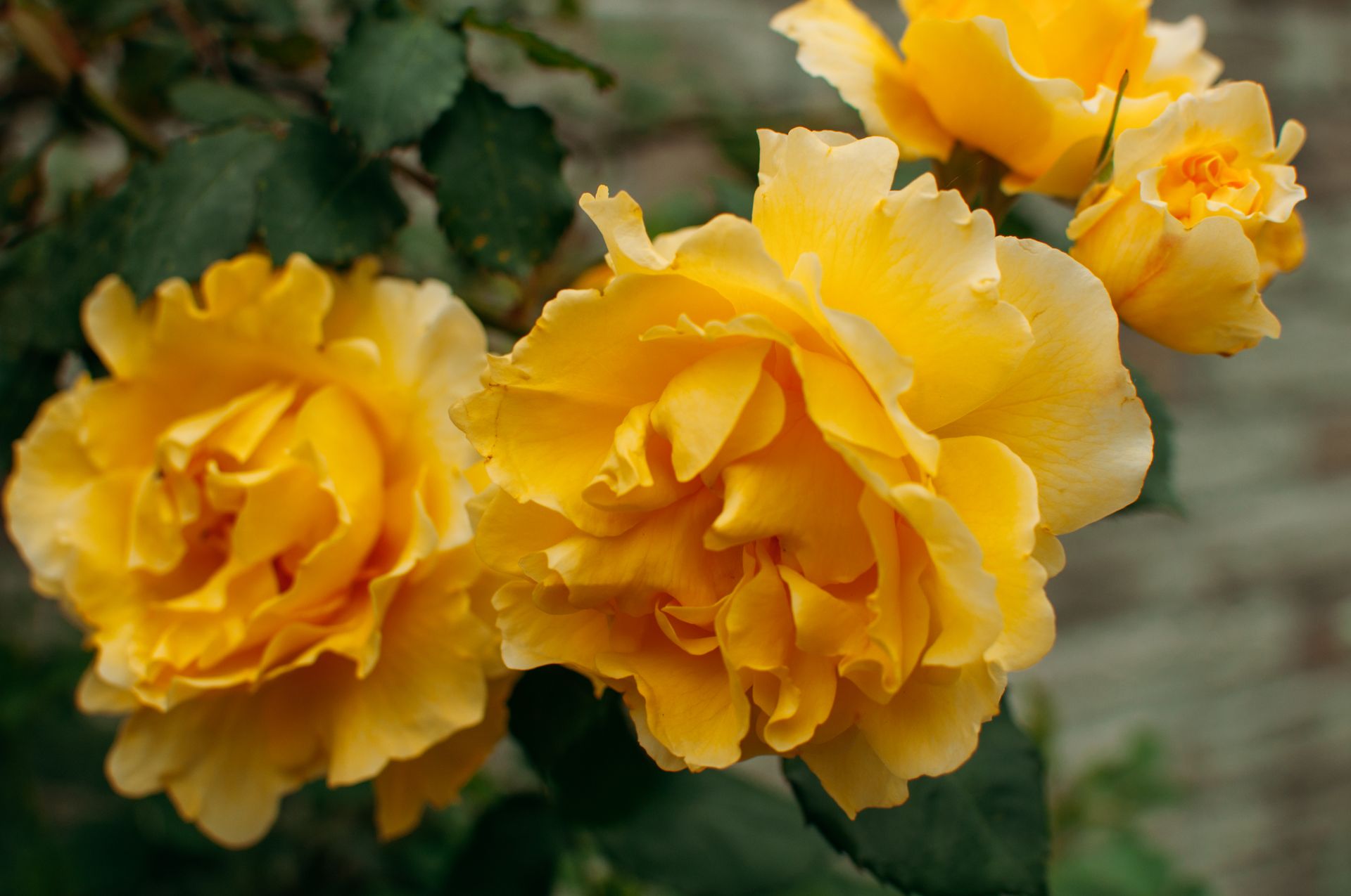A detailed close-up of beautiful yellow roses blooming in an outdoor garden.