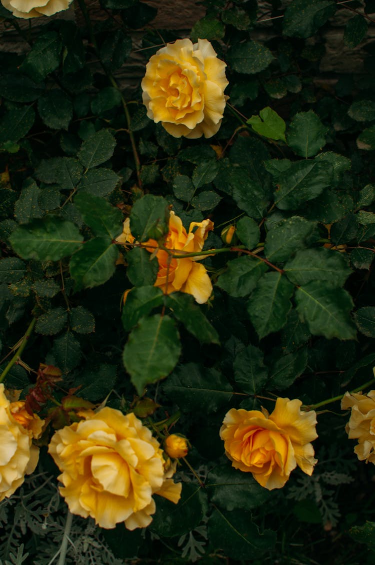 A Rose Bush With Yellow Flowers