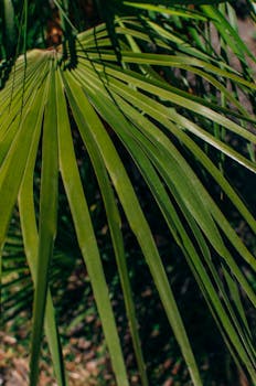 Detailed view of a vibrant green palm leaf with sunlight casting long shadows on its surface.