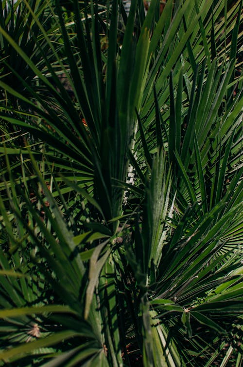 Leaves of a Green Yucca Plant