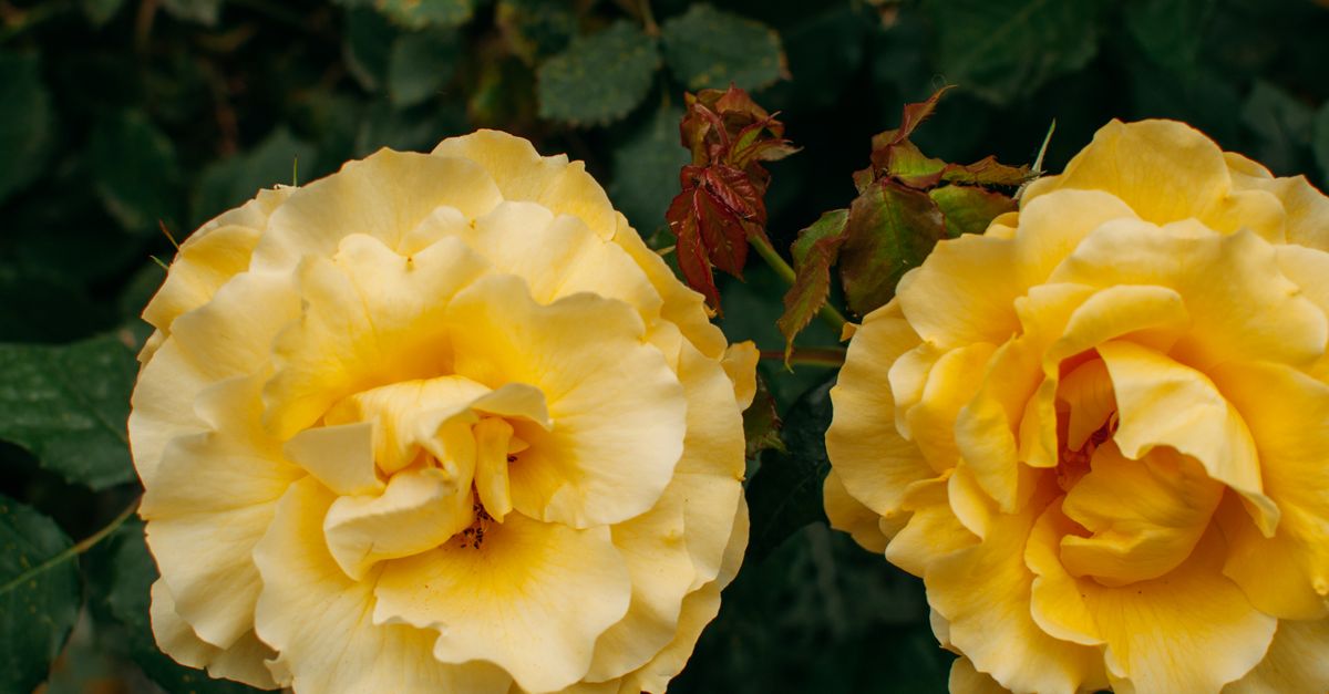 Double Roses Close Up Close up Shot of Two Yellow Roses · Free Stock Photo