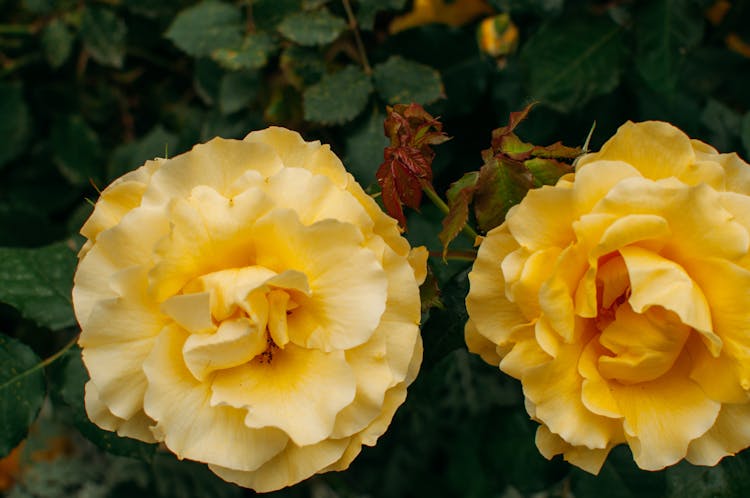 Close Up Shot Of Two Yellow Roses