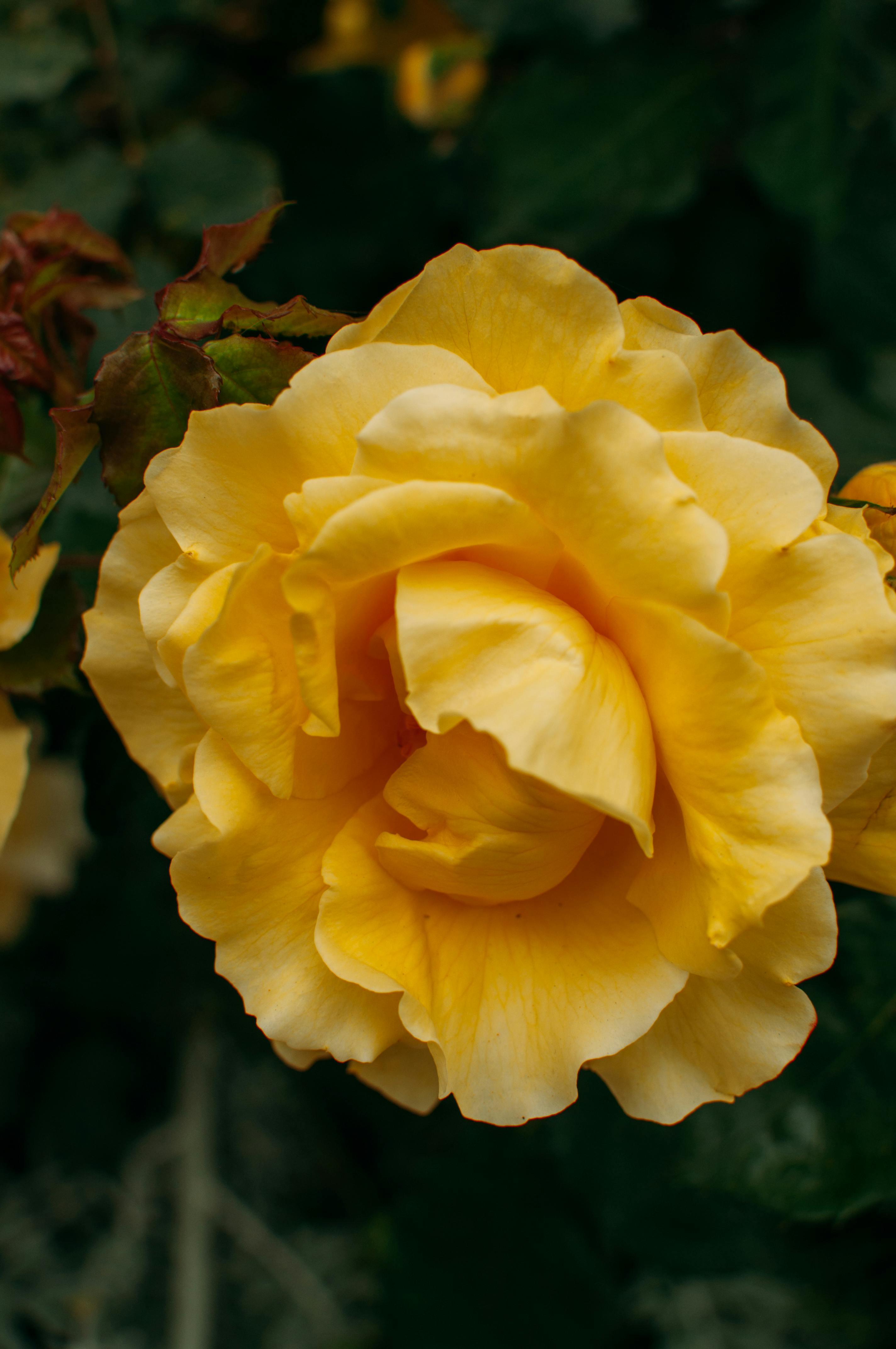 A vibrant yellow rose in full bloom surrounded by lush green leaves.