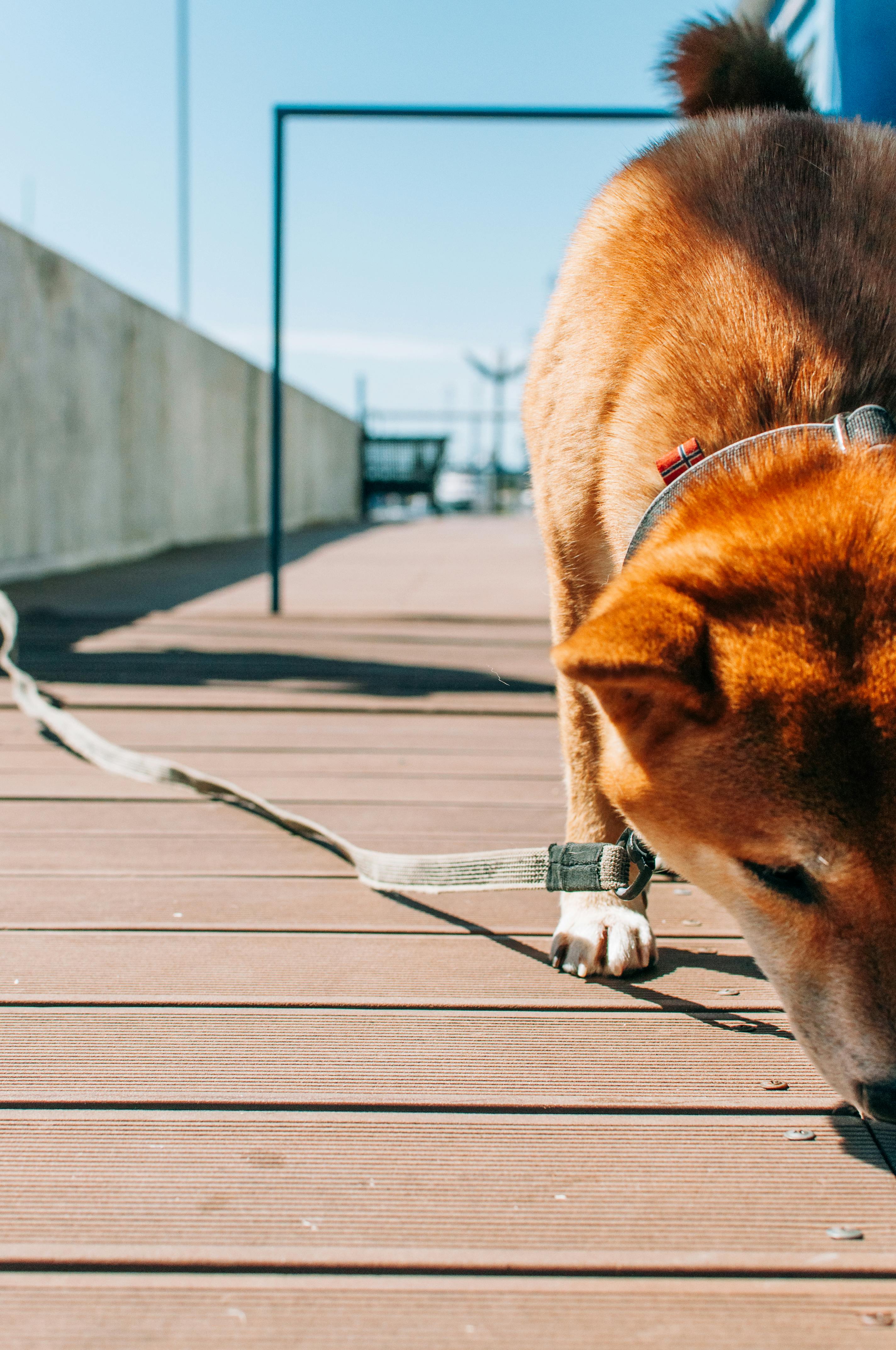Dog Smelling a Boardwalk