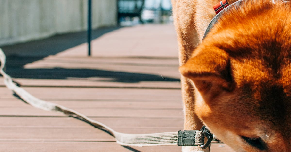 Dog Smelling a Boardwalk