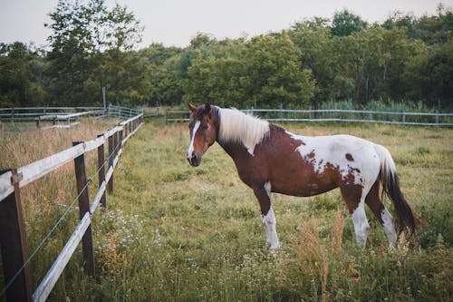 grátis Foto profissional grátis de animal, cavalo, chácara Foto profissional