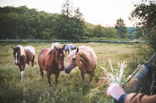 Kostenloses Stock Foto zu bauernhof, bäume, feld