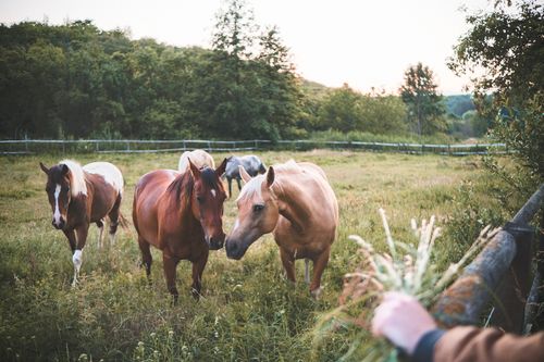 Free A serene view of multiple horses grazing in a lush, rural field surrounded by greenery at dusk. Stock Photo