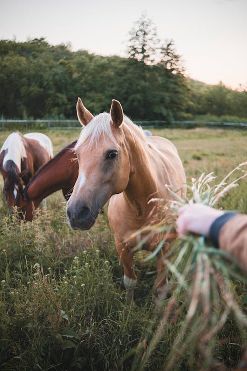Free Horses in the Ranch Stock Photo