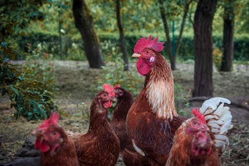 A Herd of Chickens on the Farm