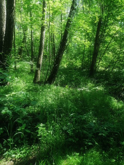 Free A vibrant spring forest with lush green foliage and sunlight filtering through the trees. Stock Photo