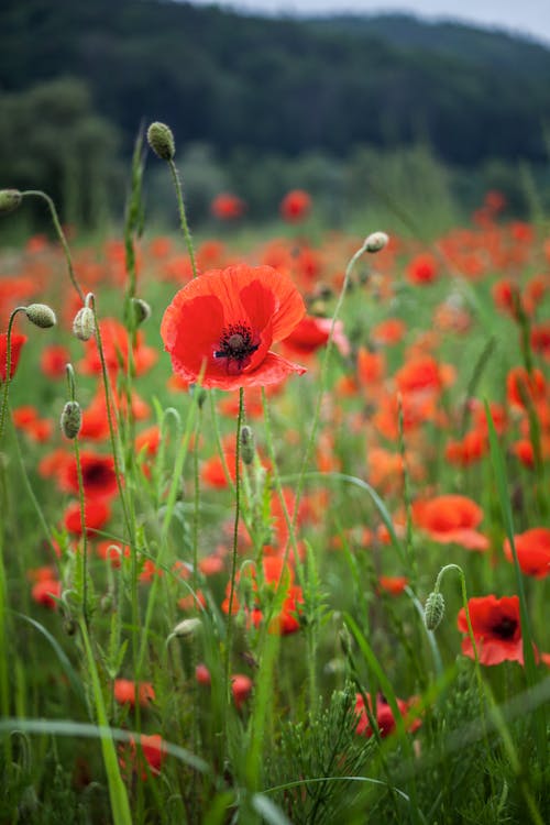 Free Red Flowers on the Field Stock Photo