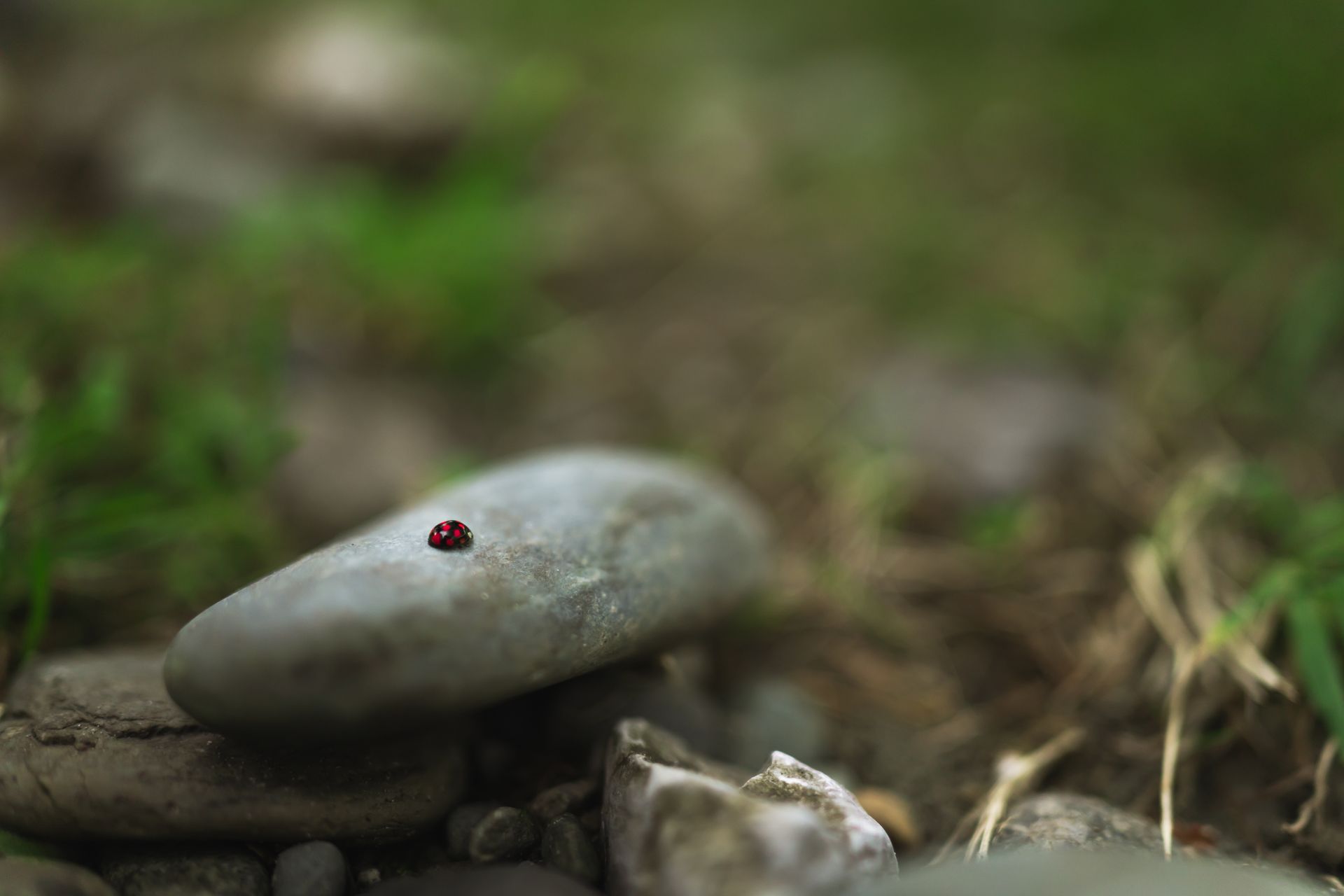 Ladybug on Oval Stone on Brown Soil