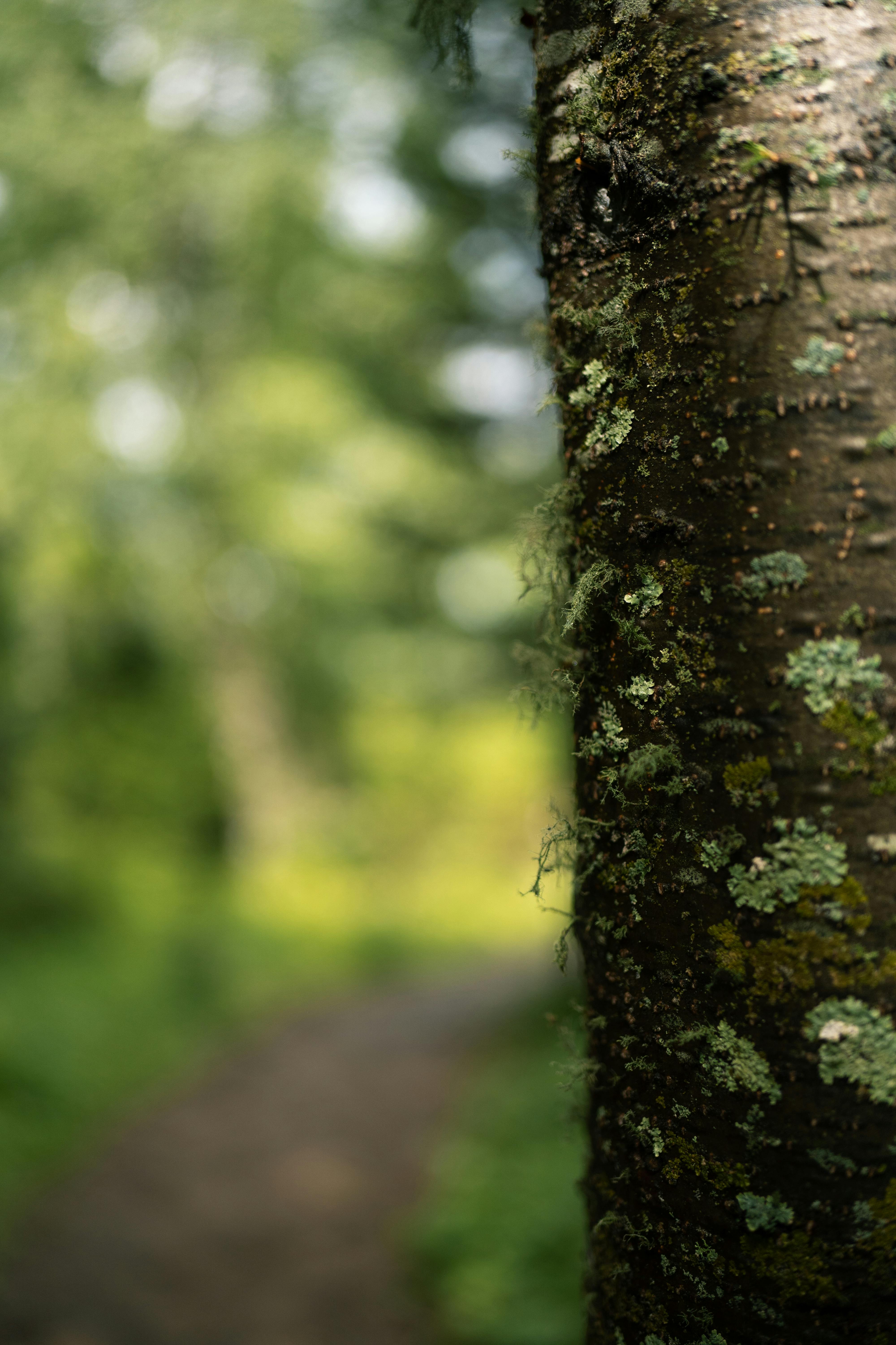 Green Moss on Brown Tree Trunk · Free Stock Photo