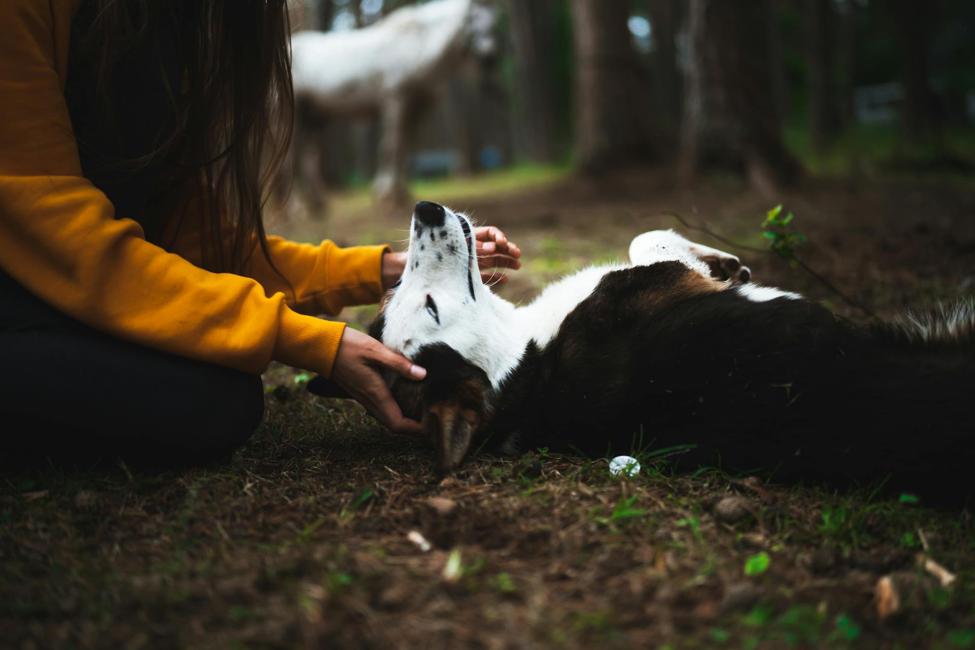 Person in Yellow Shirt Playing With Black and White Dog