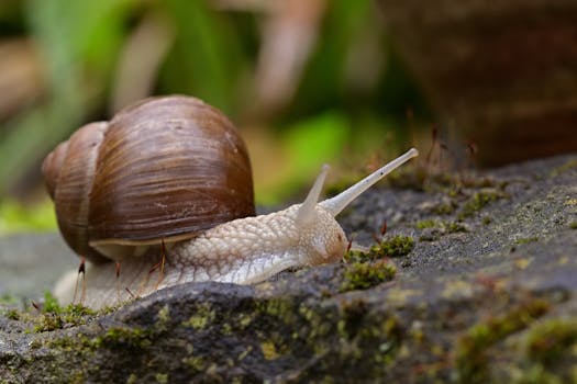 Detailed image of a garden snail on a moss-covered rock, showcasing the shell and slime trail.